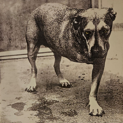 Alice In Chains : Alice In Chains (2xLP, Album, Ltd, RE, Yel)