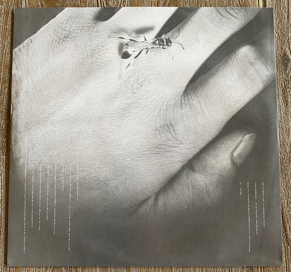 Shaun Cassidy : Wasp (LP, Album, Ltd, Opa)